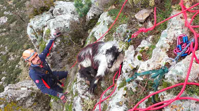 Keçi dağda mahsur kaldı, ekipler harekete geçti! Bucak’ta nefes kesen anlar