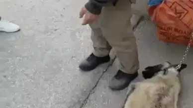 Hayvana şiddet! Ankara’da vicdanları sarsan anlar