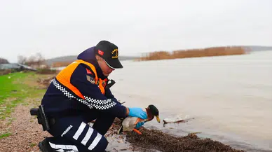 Canlı ördekler serbest, kaçak avcılar cezalı! Uluabat Gölü’nden kaçak avcılara sert müdahale