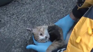 Kanalda yaşam mücadelesi! İtfaiye ekipleri minik yavruları kaderine terk etmedi