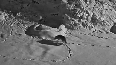 Aç kalan kurt mezraya indi