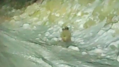 Dağdan geldi, kadraja girdi... Konya’da yaban domuzu otoyolda görüntülendi!