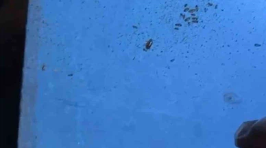 'Siz kabul eder misiniz?' cevabı gündem oldu: Primemall’da mide bulandıran denetim!