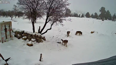 Mersin'de nefes kesen anlar... Köye inen kurtlar duvar tanımadı!