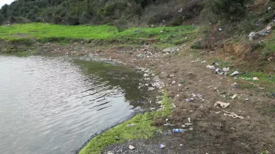 Eyüpsultan göletinde yeşil zehir! Bedelini balıklar ödedi...