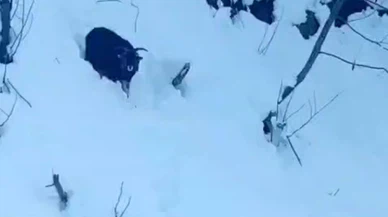 Rize'de operatörün dikkati kayıp keçiyi buldurdu: Karla kaplı yolda duygulandıran anlar!