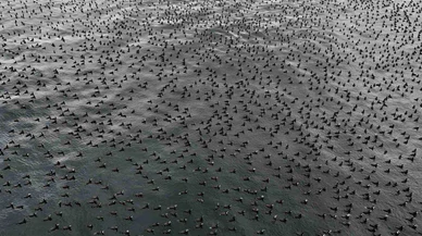 İstanbul’un kış misafirleri sahnede... Karabataklar sürü halinde poz verdi!