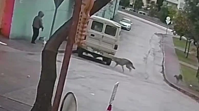 Yürüyüşe çıktı, aksiyon filmi yaşadı! Adana’da kurt tartışması kamerada...