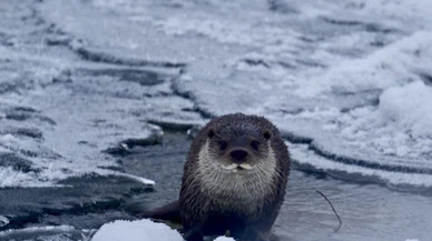 Muş’ta donmuş Karasu Nehri’nde beliren su samuru, görenleri hayrete düşürdü!