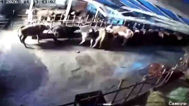 Kar affetmedi, hayvanlar enkaz altında kaldı! Ahırın çöktüğü anlar kameraya yansıdı...