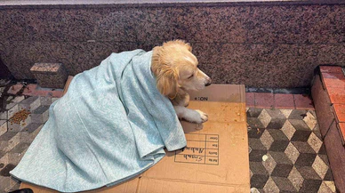 Üşüyen köpeğe yeni aldığı yorganı örten esnaf yürekleri ısıttı