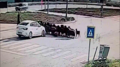 Yolun ortasında acı manzara... Sürüye otomobil daldı, rızkı yolda kaldı!