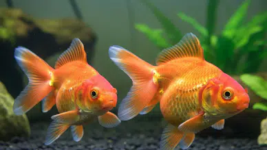 Japon Balığının Cinsiyeti Nasıl Anlaşılır? Erkek ve Dişiyi Ayırt Eden 5 Kesin İşaret