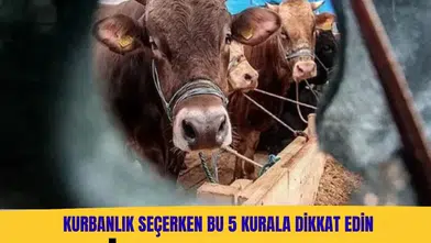Diyanet açıkladı: Kurbanlık seçerken bu 5 kurala dikkat edin