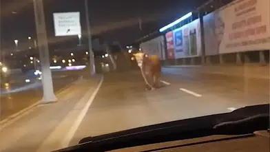 D-100’de kurbanlık dehşeti! Araçların arasından sıyrıldı, trafiği birbirine kattı