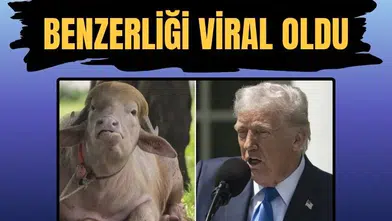 Bangladeş'te Donald Trump'a benzetilen albino bufalo sosyal medyada viral oldu