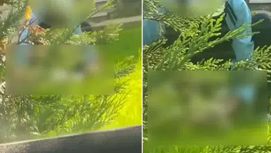 Şişli'de site içinde skandal: Köpeğe istismar anı kamerada!