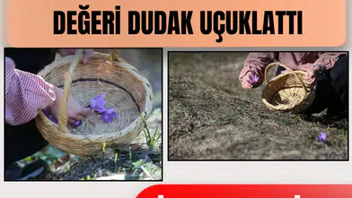 Kütahya ve Safranbolu'da safran hasadı başladı: Kilosu 800 bin TL