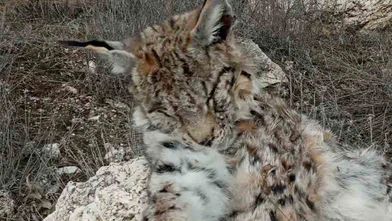 Doğada nadir görülen vaşak ölü bulundu