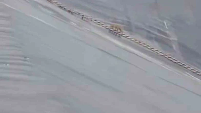 Yapay gölete düşen çakal merdivenle kurtarıldı