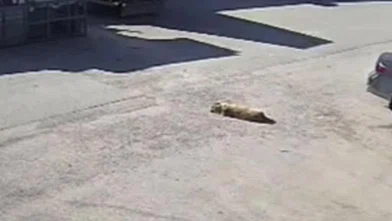 Yolda yatan köpeği ezdi, arkasına bakmadan uzaklaştı