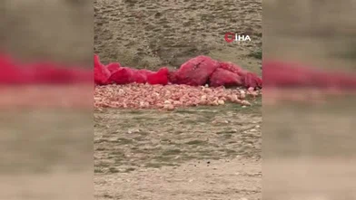 Polatlı’da yol kenarına atılan soğanlar tepkiye neden oldu