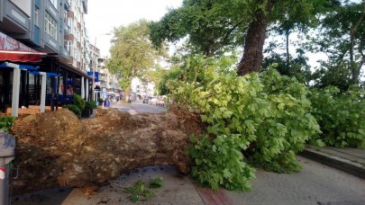 150 yıllık tescilli çınar, yola devrildi