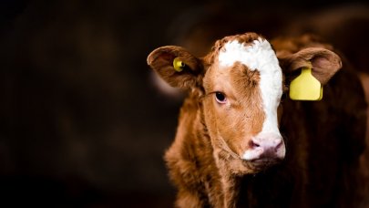 İşte bayram öncesinde en çok tercih edilen ürünler