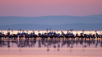 Tuz Gölü’ndeki yavru flamingolar kuluçkadan çıktı