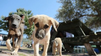 Bu durum uzmanları da korkutuyor: Kabul edilebilir olmaktan çıktı