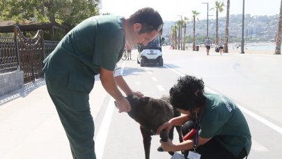 Hayvanlara sağlık kontrolü
