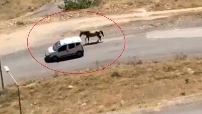 Vicdansızlığın son noktası: Aracına bağladığı atı koşturarak götürdü
