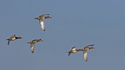 31 kuş ve 4 memeli türü av listesinde: İşte illere göre avı yasak olan türler