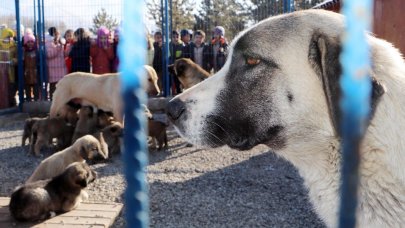 Köpeklerin bulaştırdığı hastalıklar tehlikeli boyutta: 'Kontrol altına alınmalı'