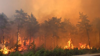 9 günde çıkan orman yangınlarının verdiği zarar ortaya çıktı