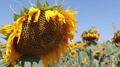 Türkiye'deki ayçiçeğinin yüzde 10'u Kırklareli'nden