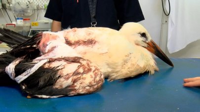 Leyleklerin göç yolculuğu yarım kalıyor