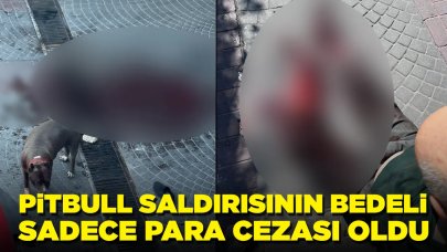 Pitbull saldırısının cezası sadece para cezası oldu