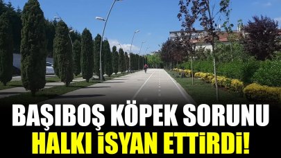 Büyükçekmece Mimaroba'da başıboş köpek sorunu halkı isyan ettirdi