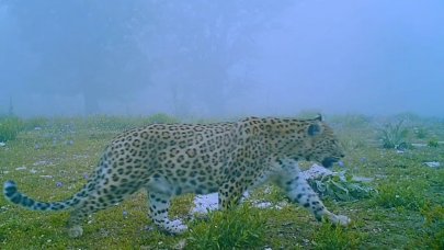 Nesli tükendiği düşünülüyordu: Anadolu'nun gizemli efsanesi fotokapanla görüntülendi