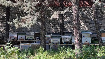 Tıbbi Bitkiler Bahçesi’nde şifalı bal hasadı başladı