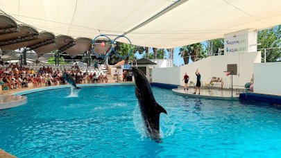 Yunus parkında art arda ölüm: 'Çok daha fazla hayvanı kaybedeceğiz'