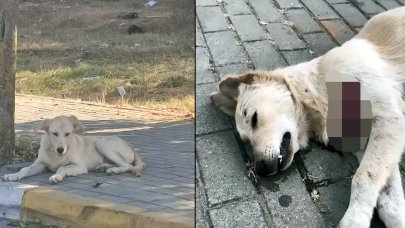 Vahşet! Sokak hayvanları kesici aletle öldürüldü: 'İnsanın yapamayacağı bir görsel'