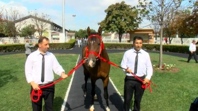 15 safkan Arap tayına açık artırmada 22 milyon lira!