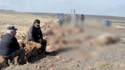 Tur minibüsü, sürüye çarptı: Onlarca koyun telef oldu