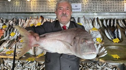 Denizlerde balık bolluğu var
