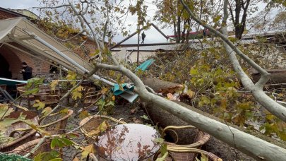 Tarihi handaki 250 yıllık çınar ağacı devrildi