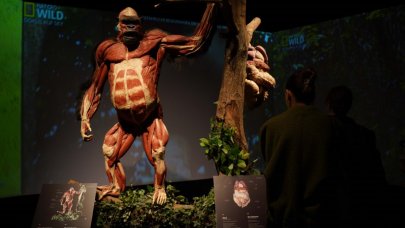 Gerçek Hayvanların Anatomi Sergisi’nin ziyaret tarihi uzatıldı