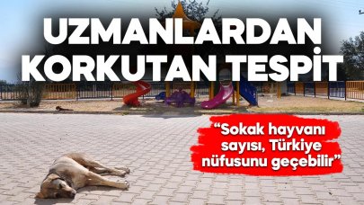 Uzmanlar uyardı! Sokak hayvanı sayısı Türkiye nüfusu kadar olabilir