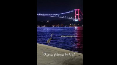 Bir martı daha Boğaz’ı seyrederken görüntülendi!